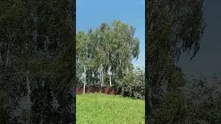 деревня 