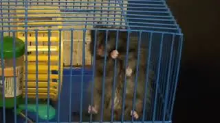 Хомяк акробат