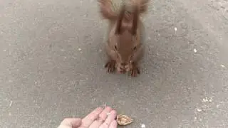 КОРМИМ БЕЛОЧКУ С РУКИ! МИЛОТА!