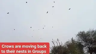 Crows moving back to their homes in the evening #nests #crowlife #crow #vlog #foryouvlog