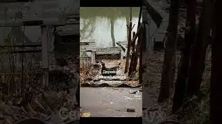 Утки не наши, но пришли к нашему беркгц и мы их покормили 🫶🏻 