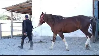 Ахилес менен Геркулести ким таптайт? Таң маанай