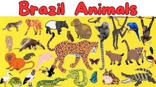 Animals for Kids | Brazil Animals | Learning Educational Video for Toddlers