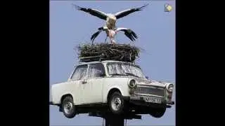 Cigogne - Taïga