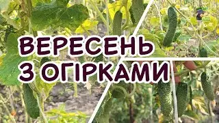 Як подовжити плодоношення огірків до осені. Арктика, Каприкорн, Мадрілен | Агро-Рокся