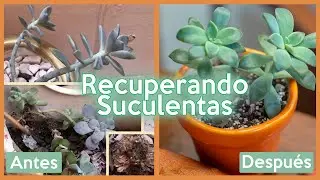 Mis #suculentas se estaban muriendo │ Jardin tutorial │Zaira Bandy