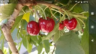 Черешня Скина Cherry Skeena. Сигнальные плоды. Вкусный и качественный сорт. Отзыв от Макси Сад