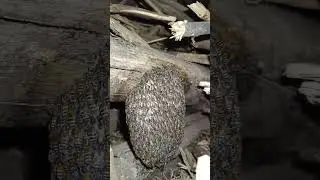 omg