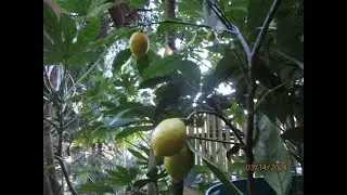 Meyer Lemon tree after a late Freeze
