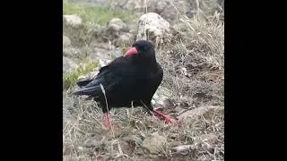 Cornish Choughs at Kynance Cove, Cornwall -Paloresow Kernewek