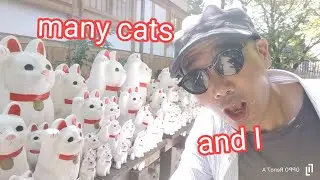 Many cats and I