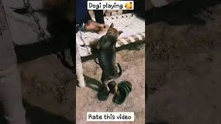 dogi playing 🥰🐶 