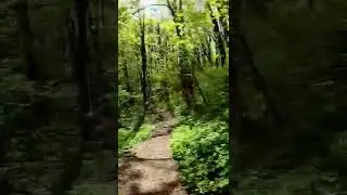 Forest trip 🚴 #bike #bicycle #shorts