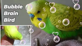 PEDRO the Budgie : Bubble Brain Bird