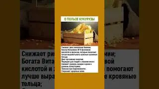 Полезные свойства кукурузы 