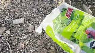 David Wilcock Hangout: Mr Turkey Wakes Me Up to Politely Request Breakfast, and is Richly Rewarded!