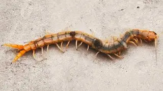 Amazonian giant centipede Animal Scolopendra gigantea