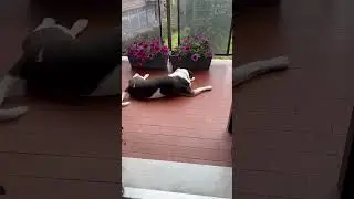 Jack dreaming   #animals