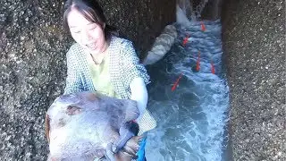 超级排水口全是大鱼，皮皮出洞被吓惨了，老板竟想追着皮皮要鱼