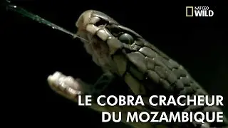 The Mozambique spitting cobra