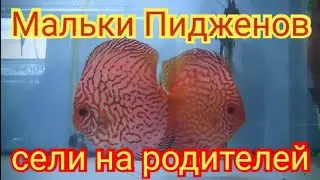 Дискусы Пиджены взяли на себя малька