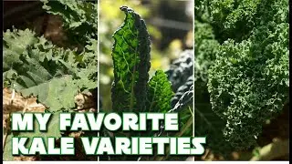 3 Kale Varieties and How to Use Them | Growing For Flavor