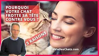 VOTRE CHAT FROTTE SA TÊTE CONTRE VOUS ? POURQUOI VOTRE CHAT FAIT ÇA ? Ep.2