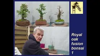 Royal oak fusion bonsai 1