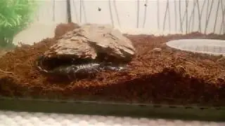 Scorpio Heterometrus spinifer at home # 2