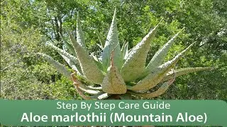 Aloe marlothii (Mountain Aloe) : Step By Step Care Guide