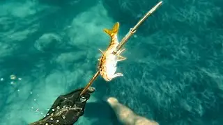 Caught GOAT FISH On Pole Spear!