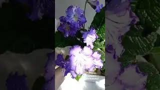 Стрептокарпус Ds февраль