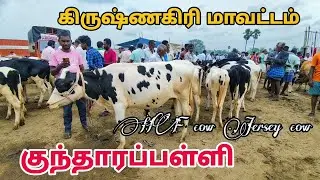 HF cow Jersey cow market in kundarapalli Friday market Krishnagiri district
