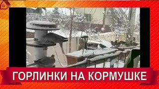 Пара горлинок/ГОРЛИНКИ /Как мы кормим птиц зимой/ЗИМА, ПТИЦЫ, КОРМУШКИ