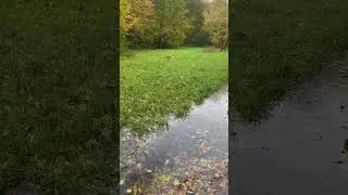 Красивая осень и опять бегаю по утрам.