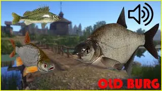 Bream ( ruffe & roach ) Old burg #1