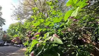 Beautiful Tree Common Lilac