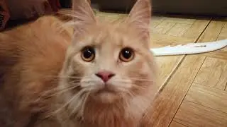 Кошка Шейла играется 3