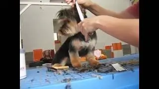 Corte de cara de yorkshire terrier