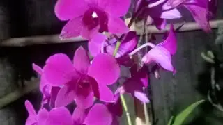 kawok wiwik wa 088218155438