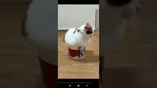 😊коты чудики, funny cats 👍