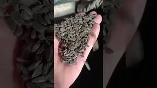 Сортировка подсолнечника.