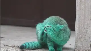 Meet the GREEN cat of Bulgaria -  Funny Cat - Funny Animals