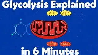 Glycolysis Explained in Simple Terms | Cellular Respiration Part 1