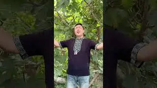 Uyghur folk song - Otni yaqmang samangha