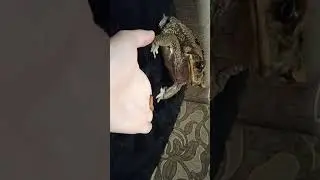 Жаба ага и червячный ням