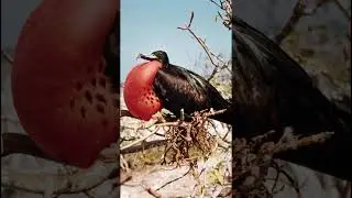 இத பாா்க்கவே பயமா இருக்கு-#shorts-#birds-#facts.