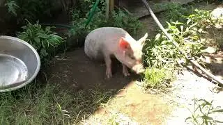 Yorkshire piglet cooling down the way pig do