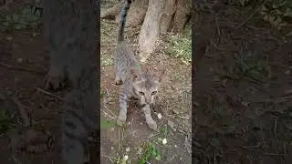 cat playing