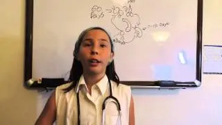 Biological Life Cycle of Fleas